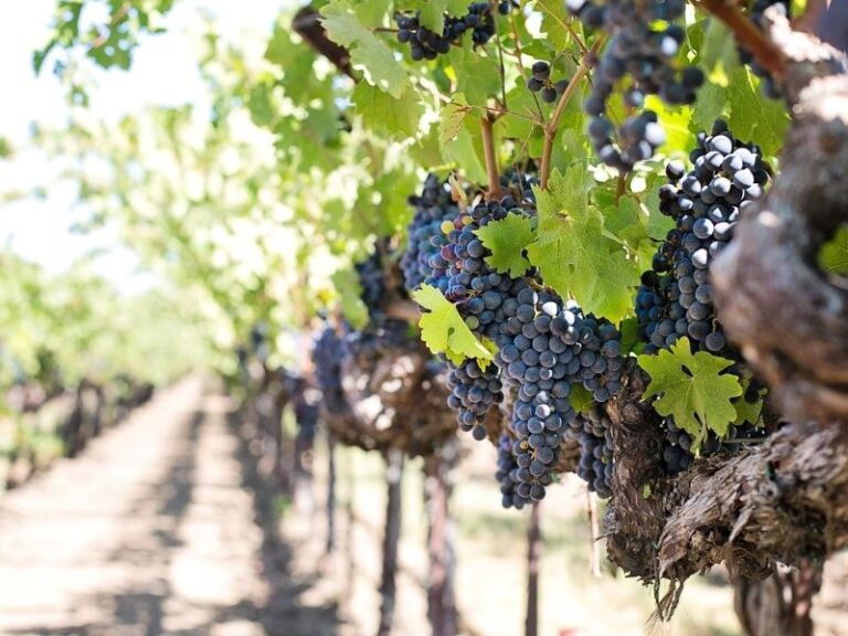 grapes